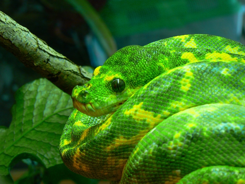 green tree python, coiled, green color, animal themes, close-up, animals in the wild, branch, snake, morelia viridis, chondro, animal, animal body part