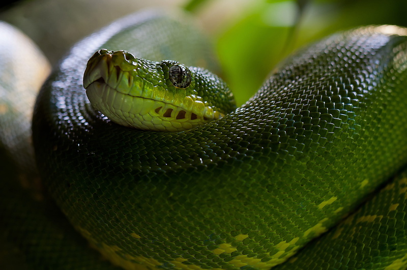 animal eye, viper, vertebrate, rainforest, zoo, warning sign, communication, one animal, nature, focus on foreground, animal themes, curled up, day, animal head