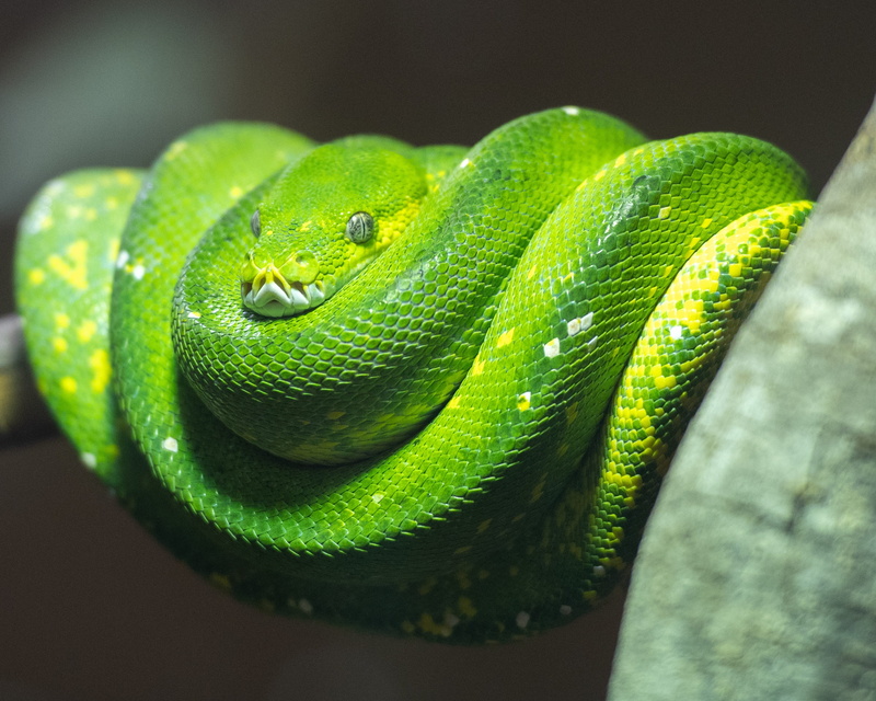 2K, outdoors, one animal, animal head, animal, rainforest, animals in the wild, selective focus, close-up, poisonous, animal body part, australia, animal eye