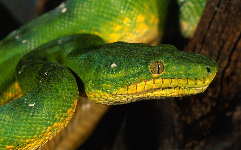 Green, reptile, animal eye, Singapore, snake, vertebrate, animal body part, outdoors, Emerald, focus on foreground, poisonous, eyes, tropical rainforest