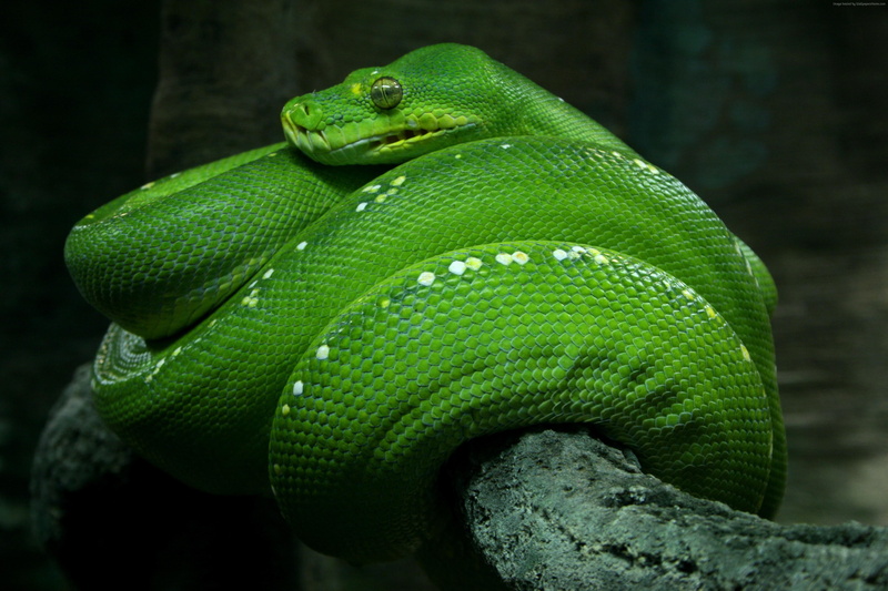 snake, animal themes, 4k, animals in captivity, branch, Python, poisonous, animal, no people, eyes, day, green color, animal head, animal scale, one animal