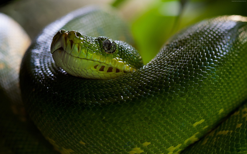 4K, Green, Scales, Boa, Python, Head, Snake