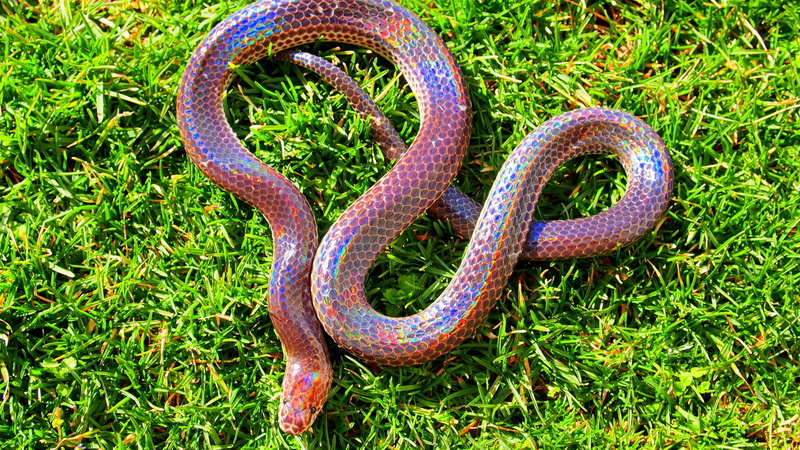 pink, green grass, daytime, grass, purple, Myanmar, skin, holographic, tourism, 4K, green, snake, Philippines, Sunbeam snake, southern China, amazing