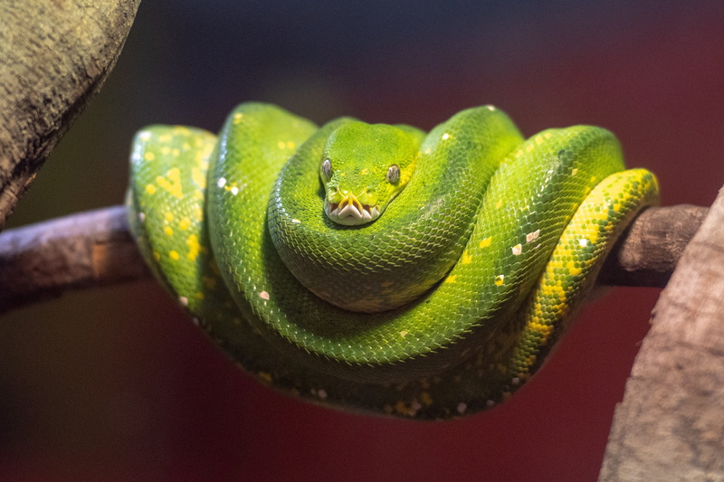 outdoors, reptile, animal themes, australia, branch, constrictor, rainforest, green tree python, 4K, python, vertebrate, animal head, day, poisonous, wildlife