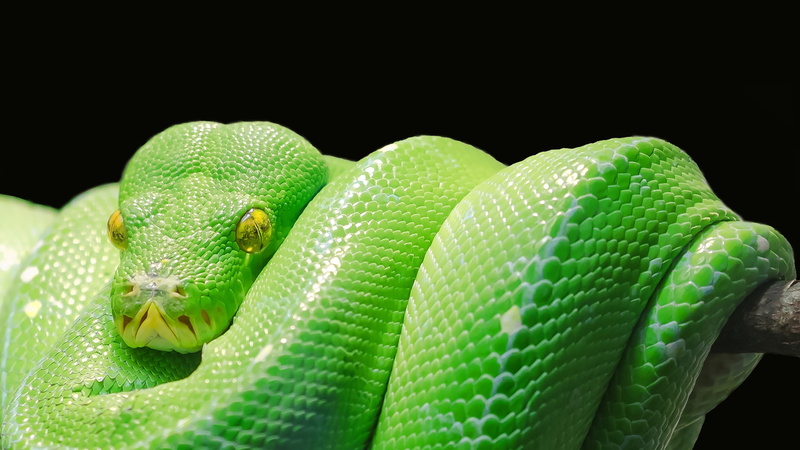 Dark background, 1080P, Green tree python, Snake, HD