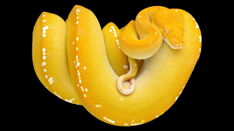 close-up, animal scale, studio shot, rainforest, Snake, vertebrate, natural pattern, nature, animal body part, Reptile, black background, orange color