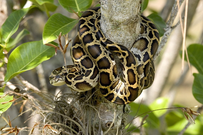 rainforest, coiled, around, outdoors, reptile, 1080P, no people, one animal, python, nature, poisonous, florida, vertebrate, everglades, snake, close-up