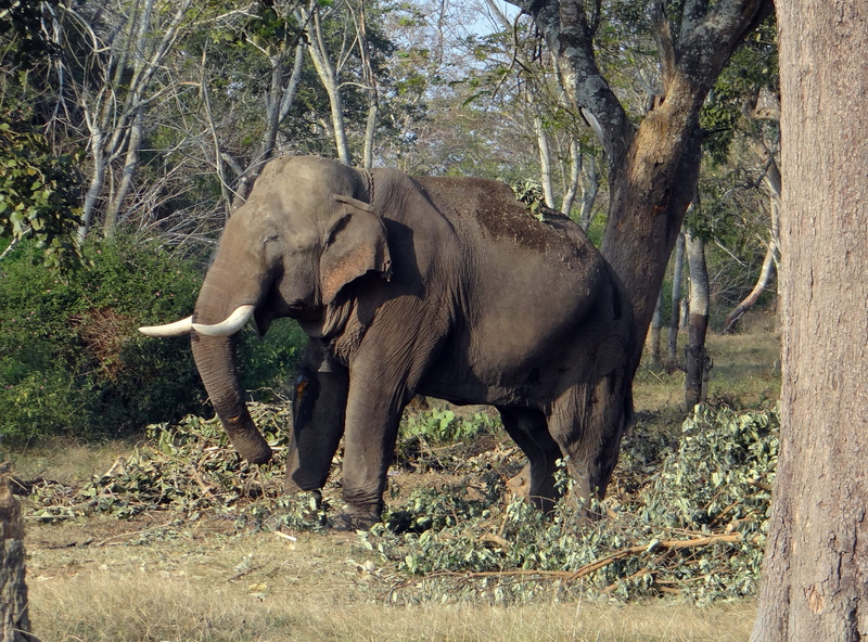 safari, pachyderm, herbivorous, Mammal, land, forest, India, tree, Tusker, one animal, african elephant, trunk, Animal, 2K, animal themes, animals in the wild