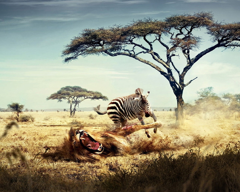 wilderness Area, nature, wildebeest, vertebrate, wildlife, safari, 158, east Africa, 720P, striped, tanzania, two animals, national Park, Leo, steppe