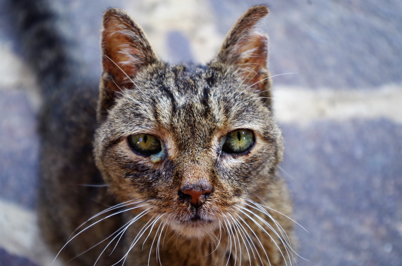 pets, wounded cat, sick cat, 4K, focus on foreground, looking, domestic animals, domestic cat, animal eye, domestic, whisker, close-up, looking at camera