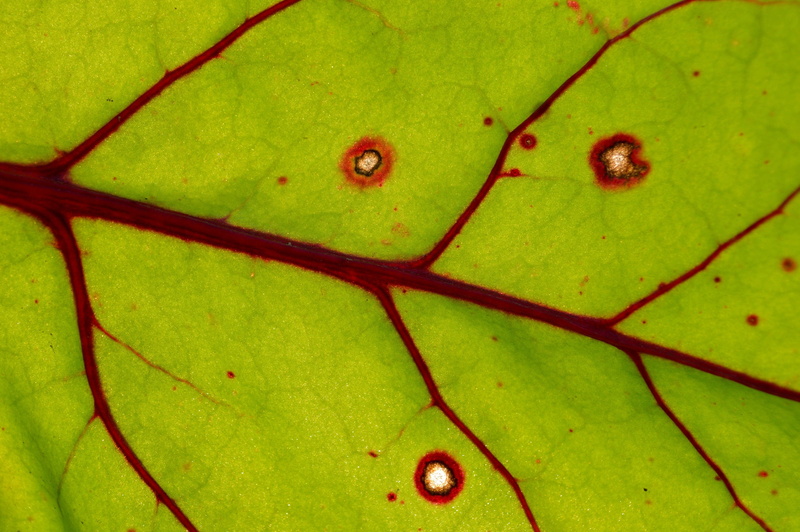 animal body part, full frame, no people, 2K, green color, science, water, wounds, magnification, animal, plant, plant part, nature, biology, close-up