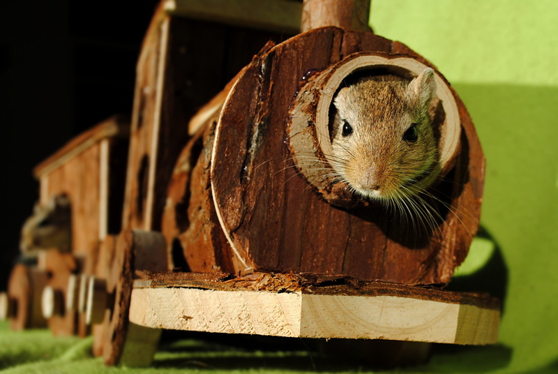 close-up, 2K, animal head, looking at camera, wooden, hiding place, toy train, one animal, domestic animal, squirrel, pet, day, domestic animals, wood - material