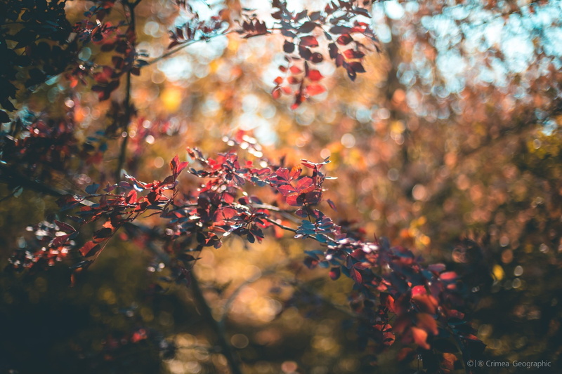 selective focus, autumn, tree, bright, woodland, bokeh, autumn collection, plant, Crimea, colors, red, leafed, beauty In Nature, tranquility, no People