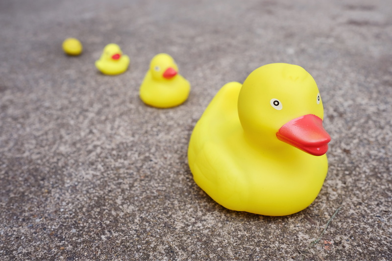 nature, ducky, day, animal representation, lazy, four, animal themes, 5K, yellow, objects, poultry, ground, duck, selective focus, animal, representation