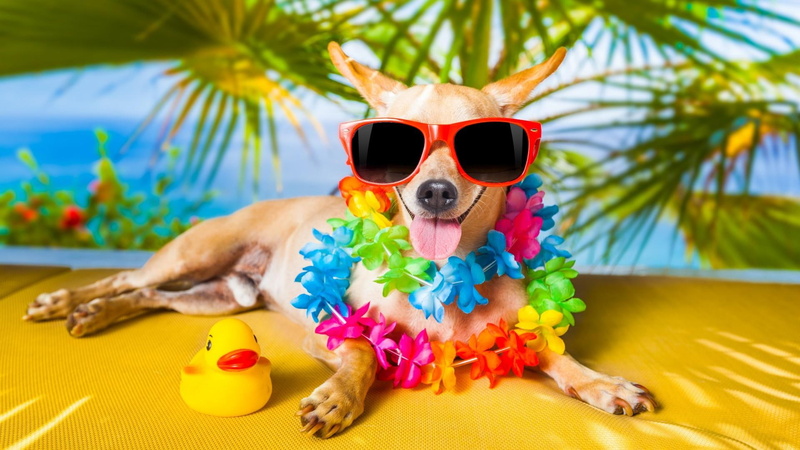 summer, dog, vacation, sunglasses, funny, rubber duck, snout, fun, 1080P