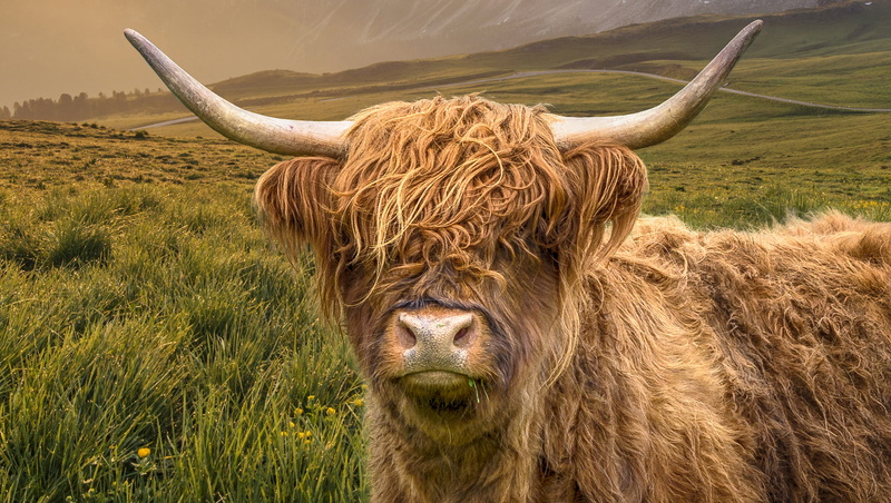 animal, highland cattle, hair, land, vertebrate, grass, mammal, nature, horned, herbivorous, plant, one animal, animal hair, 2K, scotland, domestic, domestic animals