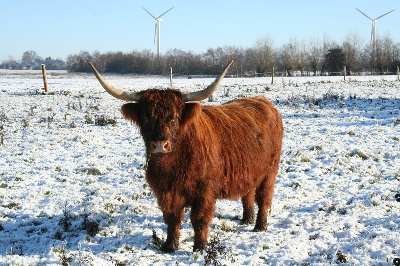 domestic animals, standing, day, no people, pets, vertebrate, horned, domestic cattle, cattle, nature, domestic, field, animal themes, snow, highland cattle
