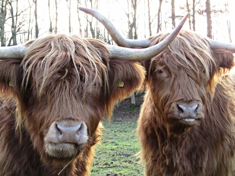 animal, two animals, highland, highland cattle, cow, pets, domestic animals, coo, farming, animal head, land, brown, domestic cattle, animal hair, domestic