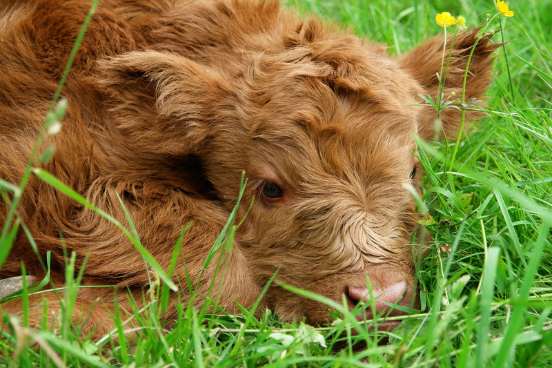 pasture, animal themes, highland beef, land, calf, mammal, hair, shaggy, grass, domestic, young animal, vertebrate, no people, domestic animals, animal