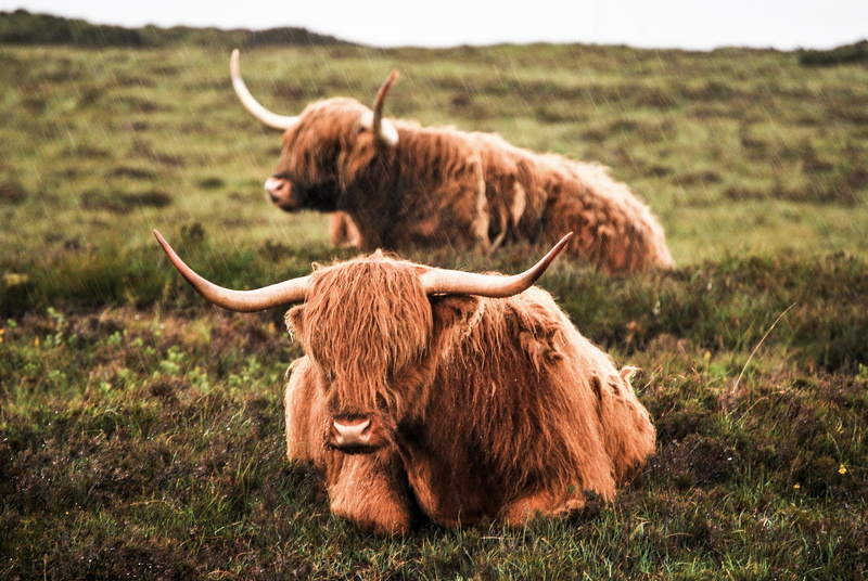 Animal, Cow, 4K, Highland Cattle, Rain