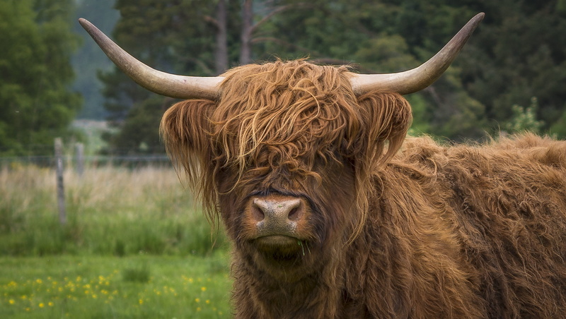 2K, mammal, land, brown, plant, pets, scottish hochlandrind, horns, vertebrate, pasture, hair, nature, field, cattle, livestock, cow, animal, domestic animals