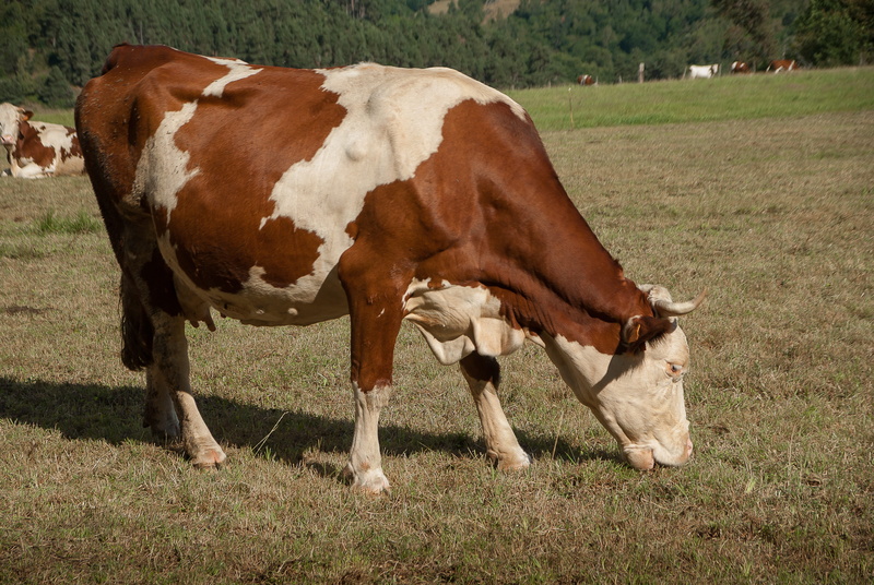 grass, grazing, outdoors, land, vertebrate, 4K, no people, aubrac, pasture, nature, field, domestic animals, cattle, plant, animal themes, cow, ranch