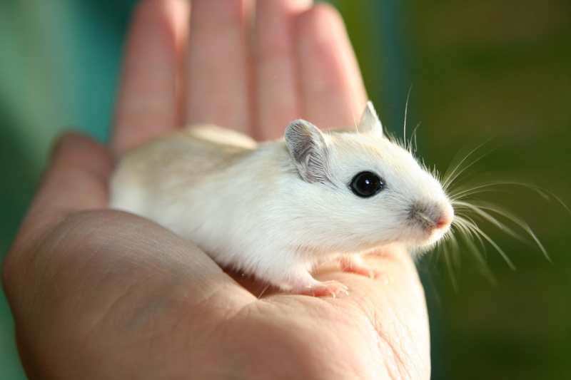 mouse, person, hamster, rat, gerbils, pet owner, rodent, mice, sweet, animals, one person, tame, finger, human body part, hand, focus on foreground, mongolian