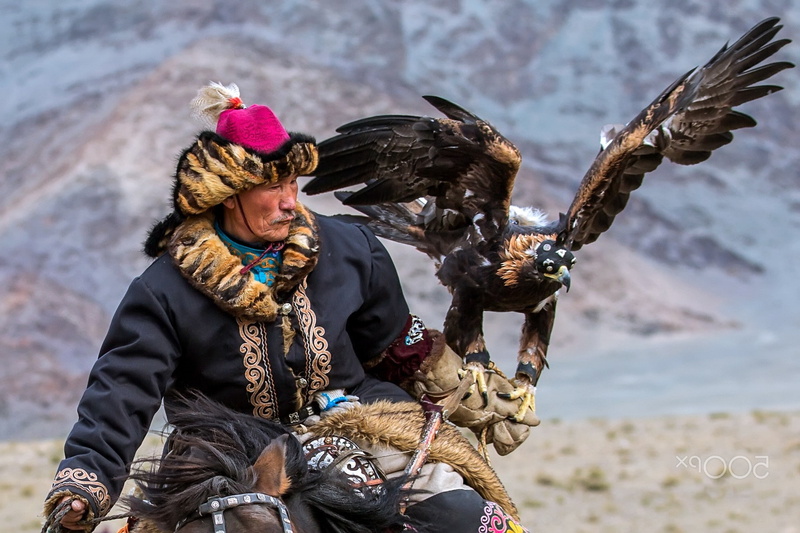 eagle, 1080P, nature, Mongolian