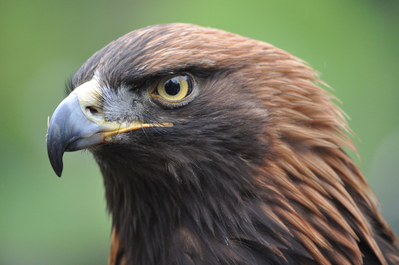 looking, birds, looking away, hawk - bird, animal eye, profile view, falcon - bird, animal head, portrait, no people, animals in the wild, eagle - bird