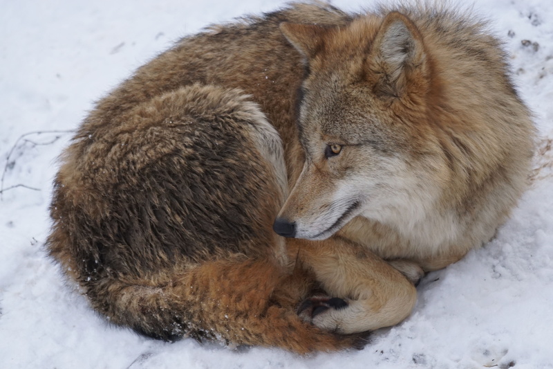 mammal, no people, two animals, animal wildlife, relaxation, fox, mongolian wolf, wolf, togetherness, animal, group of animals, nature, animals, field