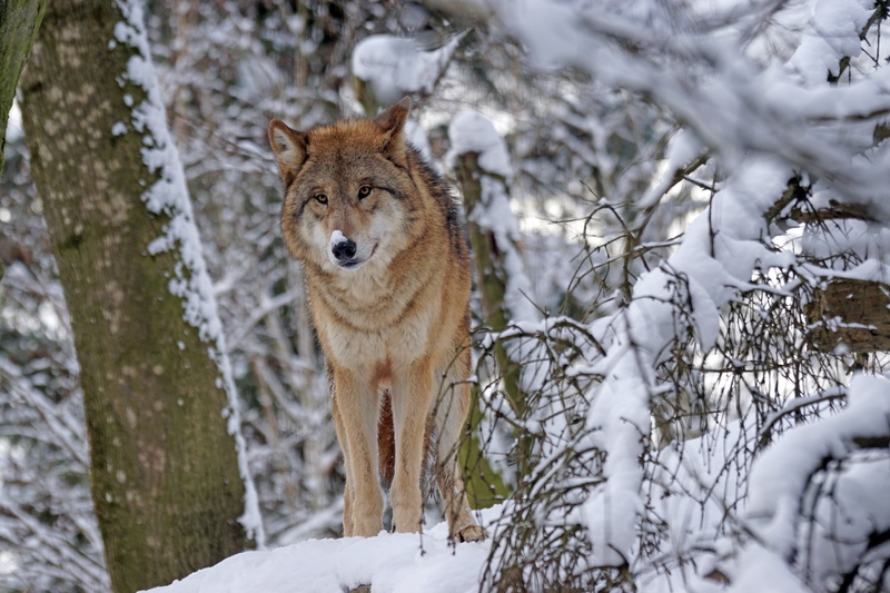 standing, land, snowing, dangerous, forest, covered, nature, no people, animal wildlife, tree, portrait, alphawolf, predator, animal, cold temperature