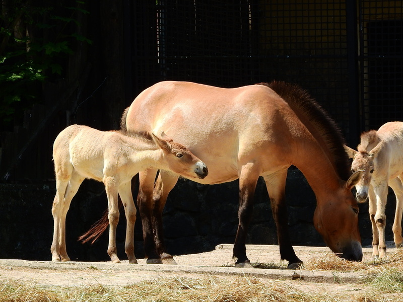 horse, domestic, animal wildlife, no people, day, przewalski, s, the prague zoo, mare and foal, animal themes, group of animals, przewalskii, agriculture