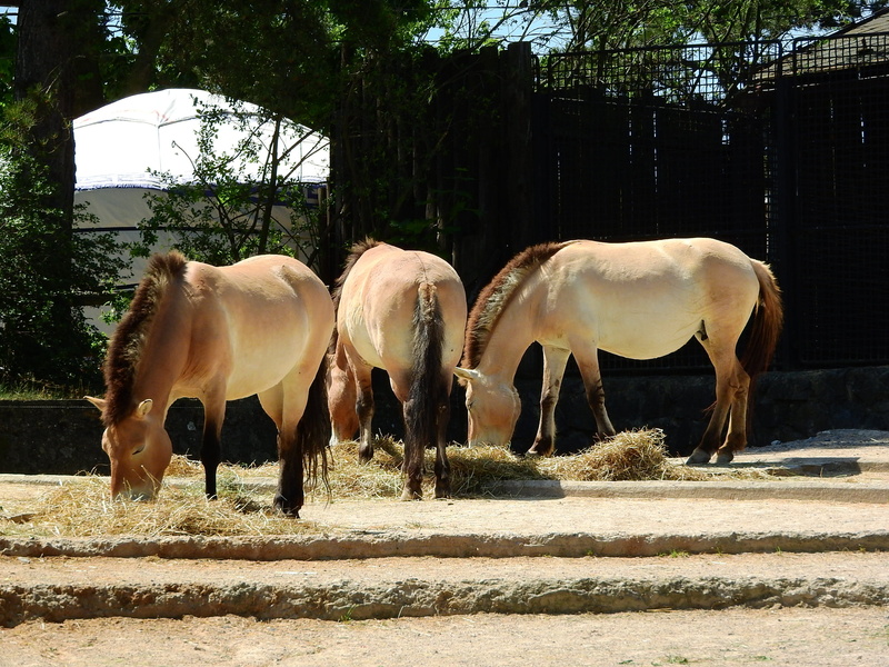 mammal, a herd of horses, equus, sunlight, animal family, s, field, wild horses, outdoors, vertebrate, przewalskii, domestic, Equus Przewalskii, 2K, herbivorous