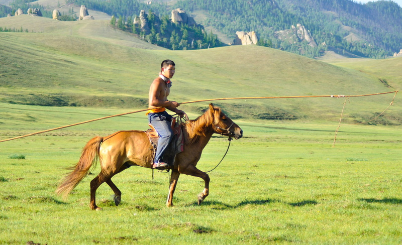 lasso pole, ride, boy, outdoors, horse herder, animal wildlife, Cowboy, male, domestic animals, 4K, one person, Horse, adult, mammal, one animal, grass