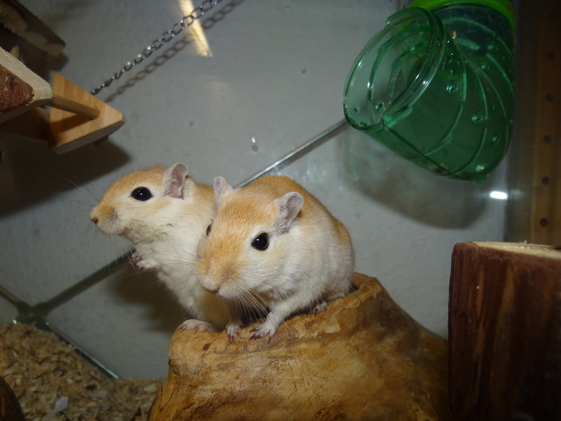rodent, animal, nager, animal eye, domestic animals, domestic, high angle view, close-up, tow, hamsters, mice, nature, animal themes, animal wildlife, animals in the wild