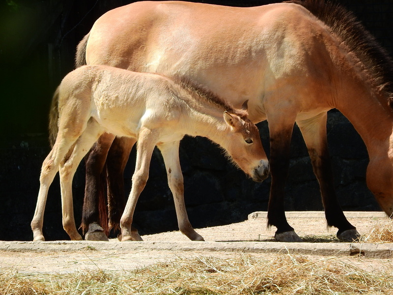 the prague zoo, day, the takhi, equus, domestic animals, no people, cow, animal, group of animals, vertebrate, wild horses, animal themes, PrzewalskiS Horse