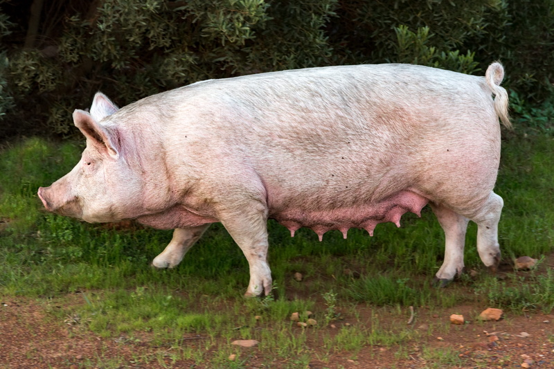 land, plant, pork, agriculture, standing, nature, pig, animal themes, grass, obese, sow, one animal, domestic, day, mother, fat, side view, farm, 5K, animal