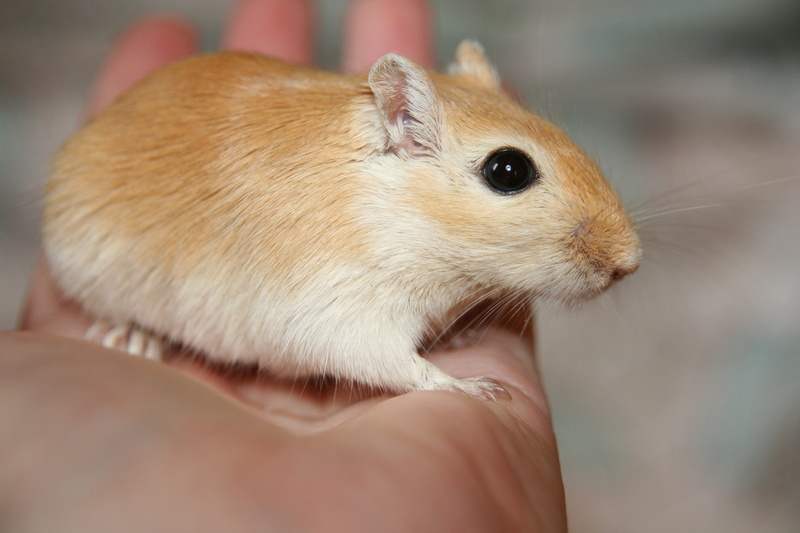close-up, racing mouse, human body part, Mouse, mongolian, body part, focus on foreground, animal wildlife, hand, Gerbil, whisker, mammal, domestic, holding