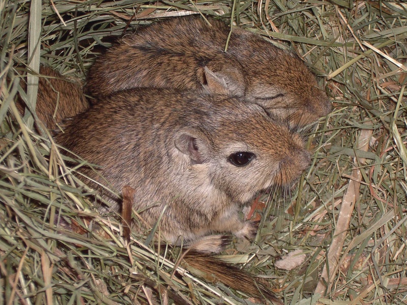 close-up, 2K, animals, mice, looking away, high angle view, field, plant, mongolian, vertebrate, mammal, mongolian gerbils, nature, day, animal wildlife
