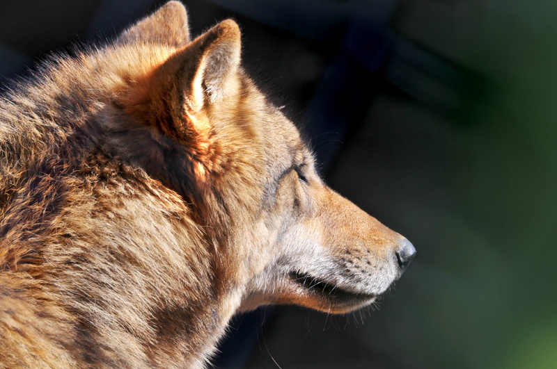 wildlife, beautiful, Wolf, portrait, 4K, dog, zoo  zürich, canis lupus, schweiz, nikon  d300, face, brown, carnivore, profile, animal, nose, mongolian