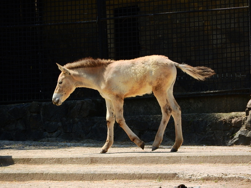 vertebrate, sunlight, mammal, day, side view, animals In The Wild, mongolian horse, ranch, no people, the takhi, wild horses, animal wildlife, przewalskii
