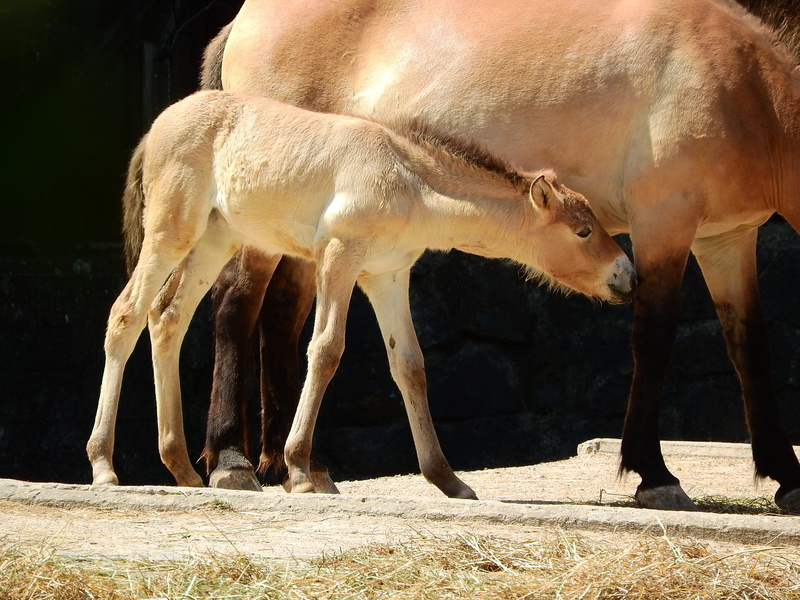 animal themes, PrzewalskiS Horse, pets, domestic animals, animal, equus, the prague zoo, przewalski, day, foal, animal wildlife, young animal, outdoors