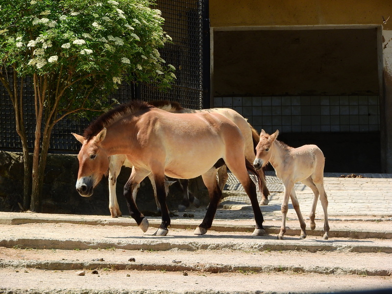 working animal, vertebrate, animal family, animal, mammal, sunlight, animal wildlife, domestic animals, mongolian horse, tree, Equus Przewalskii, no people