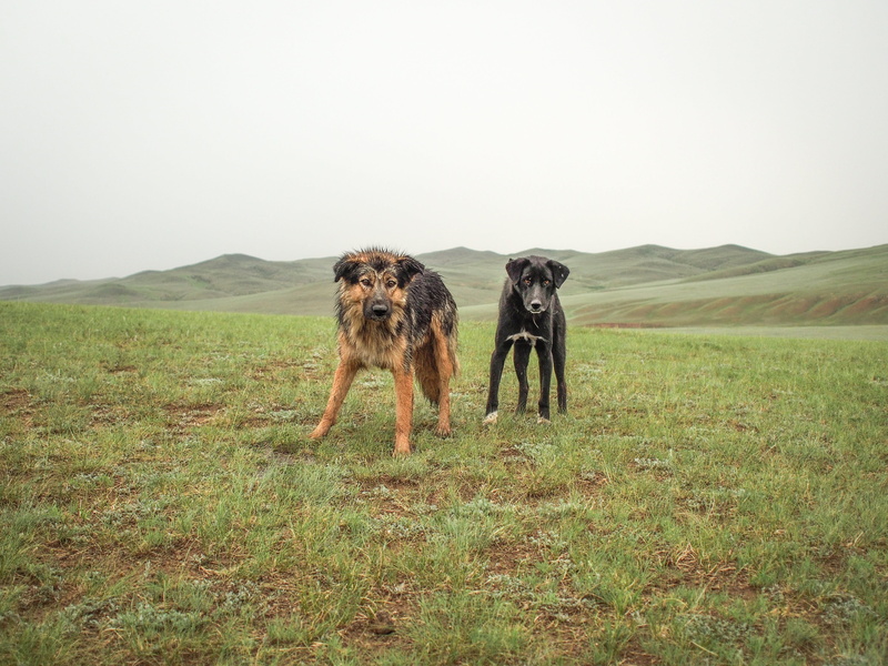 no people, mountain, land, vertebrate, animal, two animals, nature, meadow, copy space, animal wildlife, landscape, day, dogs, 4K, shepherd, mongolian