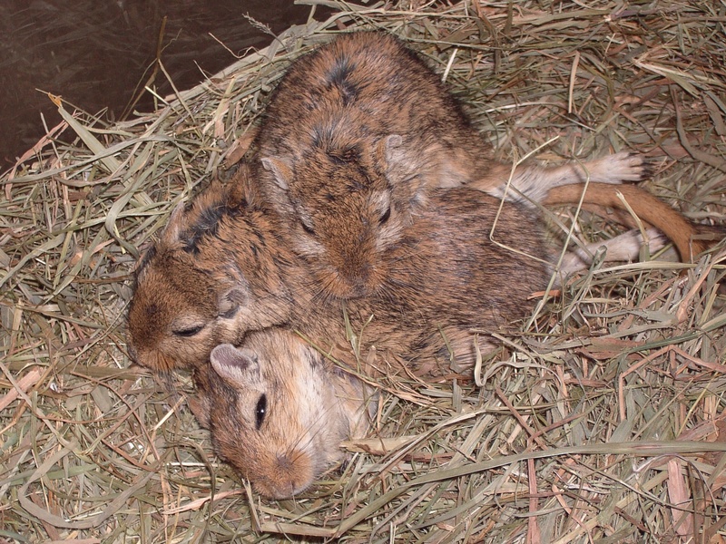 animal wildlife, vertebrate, plant, 2K, mice, rodents, two animals, relaxation, animal themes, high angle view, concerns, brown, rest, animal, group of animals