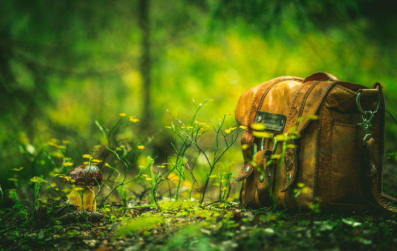 bag, mushroom, 4K, plants