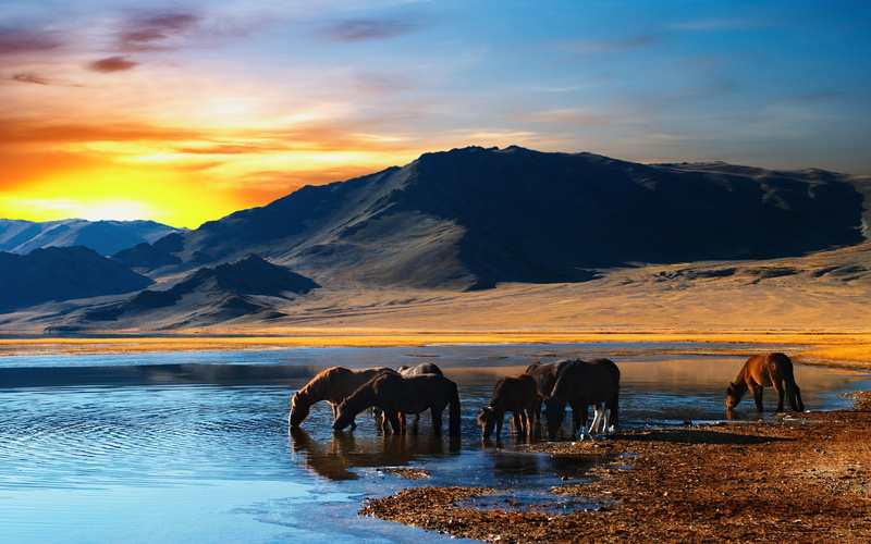 Fantasy, 2K, Mongolian, Horse, Landscape, Animal, Earth, Wilderness, Herd