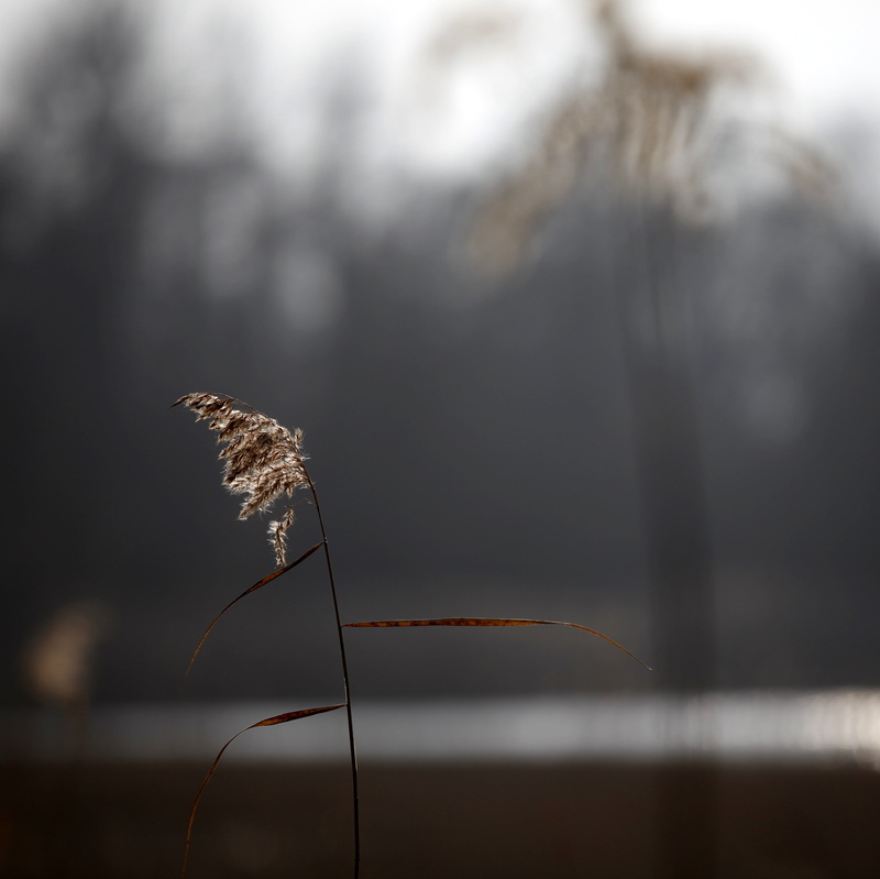 blur, water, echo, distortion, plant, winter, shadows, lines, focus, brown, light, bokeh, reeds, delicate, photo, 2K, tones, sunlit, france, nature, grass