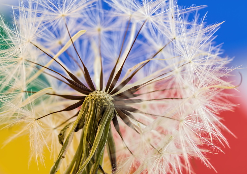 dandelions, weed, freshness, flower head, taraxacum, color, close-up, macro, seed, day, uncultivated, flowering plant, closeup, dandelion seed, softness