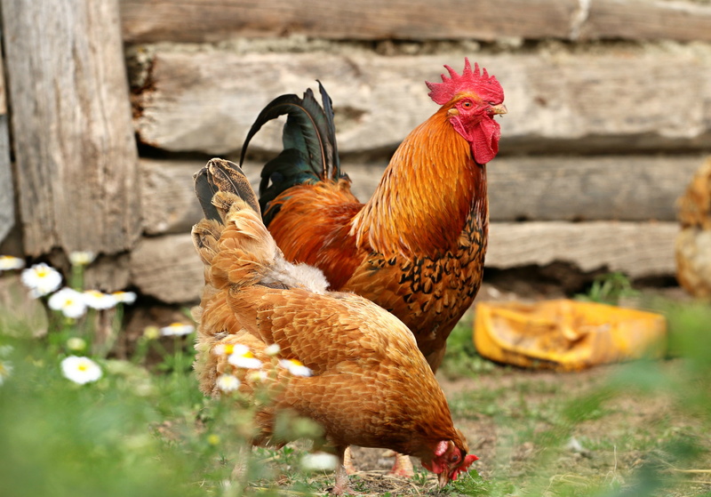 hen, selective focus, mammal, no people, day, poultry, male animal, brown, home, farm, village, domestic Animals, rooster, outdoors, chicken, daytime, domestic